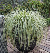 Ausplant Nursery Carex FeatherFalls 